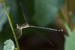 Lestes elatus