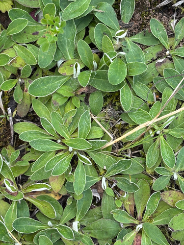 Vienagraižė vanagutė