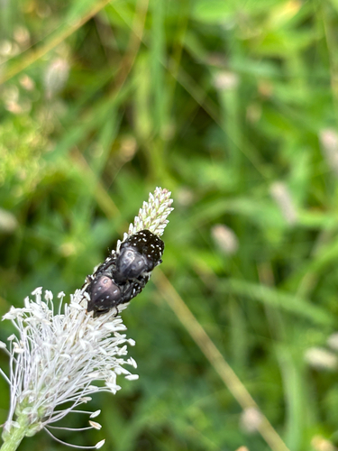 Kvapusis auksavabalis