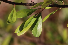 Sideroxylon lanuginosum