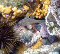 Vincentia conspersa