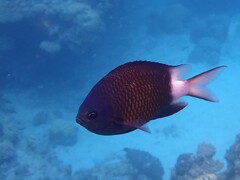 Stout Chromis photo 2