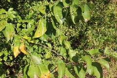 Sideroxylon lanuginosum