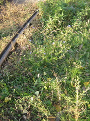 Cichorium intybus