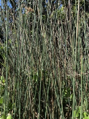 Juncus textilis