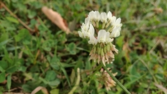 Trifolium repens