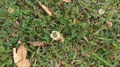 Trifolium repens