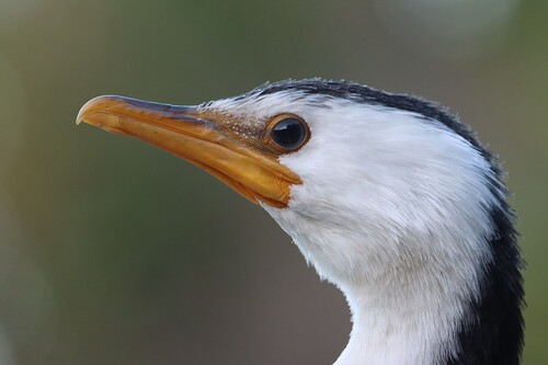 Little Pied Cormorant, photo 9 of 9