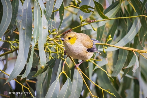 Forty-spotted Pardalote