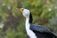 Little Pied Cormorant photo 2