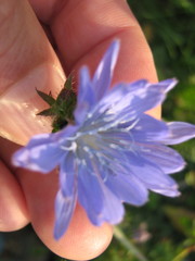 Cichorium intybus