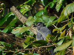 Dumetella carolinensis