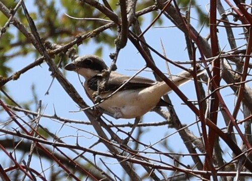 Lesser Grey Shrike, Новоодеський район, Миколаївська область, Україна, photo 9 of 10