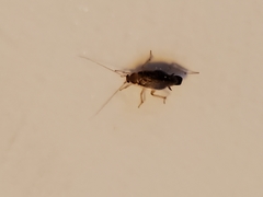 Blattodea