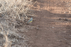 Tmetothylacus tenellus