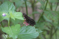 Achlyodes busirus heros