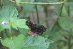 Achlyodes busirus heros