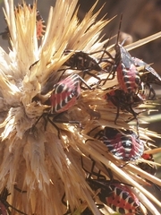 Codophila maculicollis