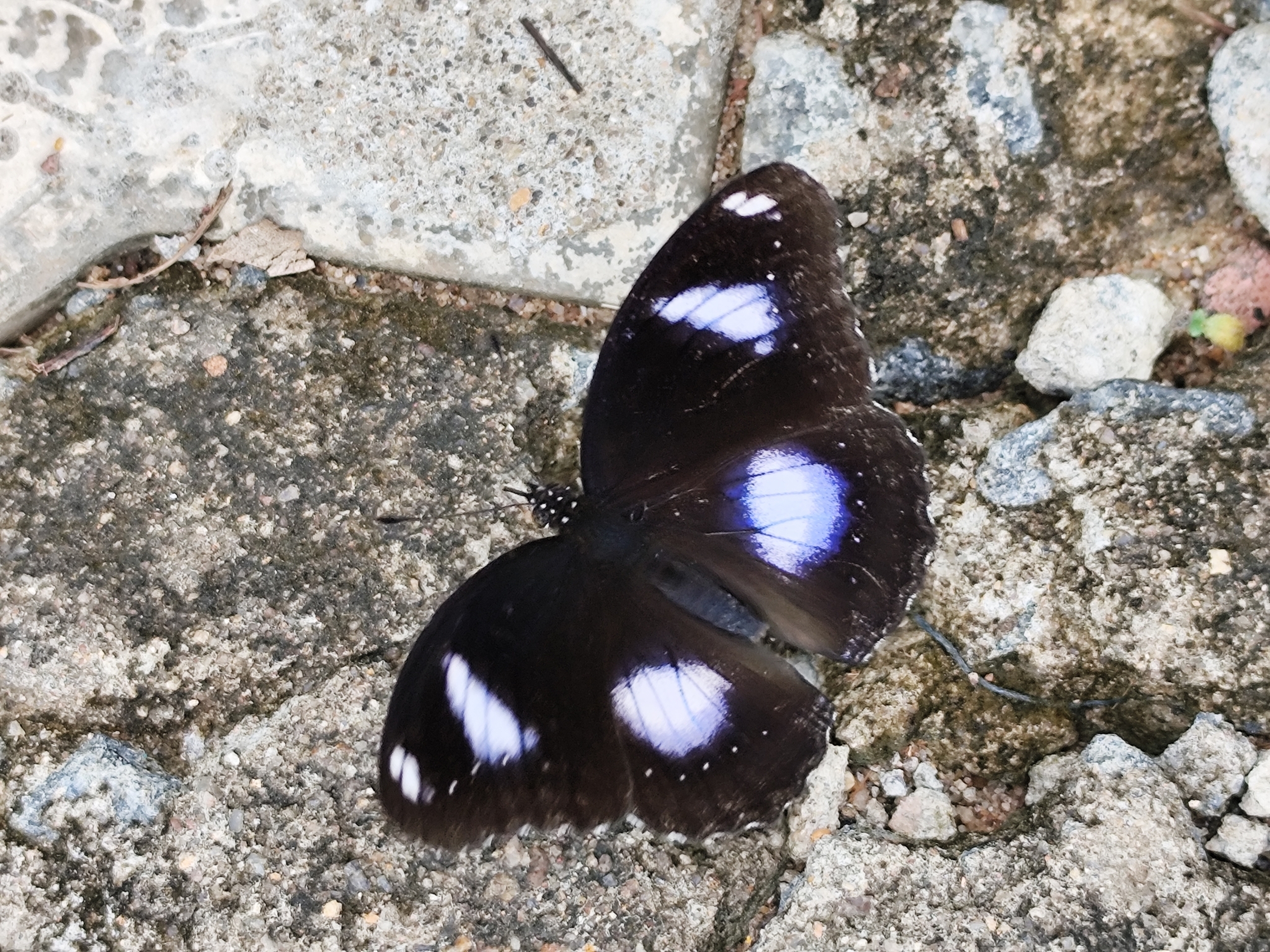 Great Eggfly