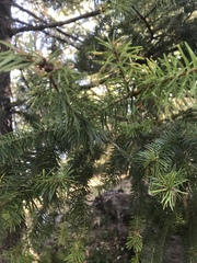 Pseudotsuga