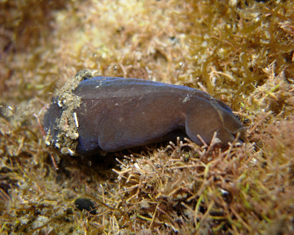 Phanerophthalmus tibiricae