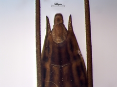 Limnoporus dissortis