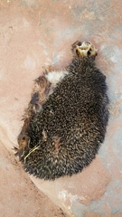 Paraechinus aethiopicus