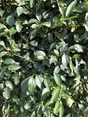 Forsythia × intermedia