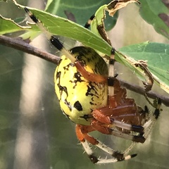 Araneus marmoreus
