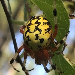 Araneus marmoreus