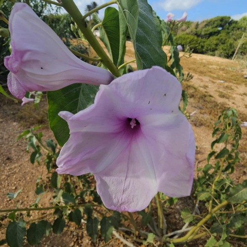 Ipomoea carnea fistulosa