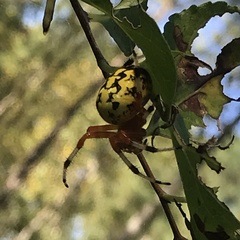 Araneus marmoreus