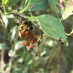 Araneus marmoreus
