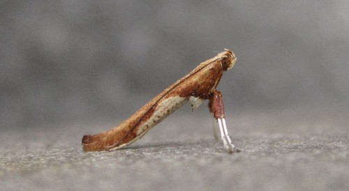 Caloptilia coroniella