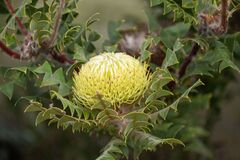 Banksia baxteri, photograph (c) Alan Bell, some rights reserved (CC BY)