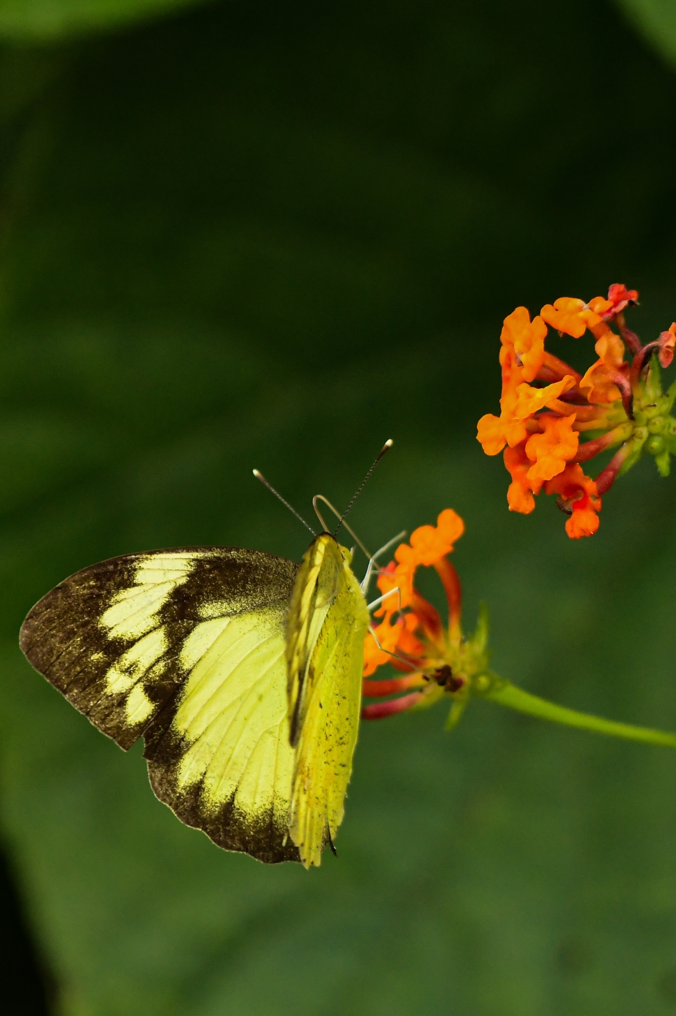 Yellow Orange-Tip