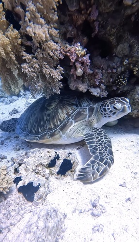 Green Sea Turtle (Chelonia mydas)