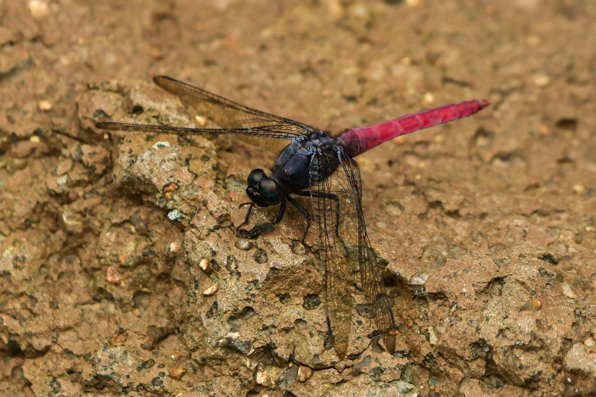 Crimson-Tailed Marsh Hawk