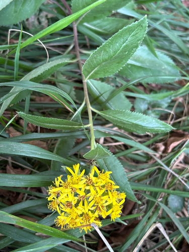 Bayonne Groundsel (Senecio bayonnensis)