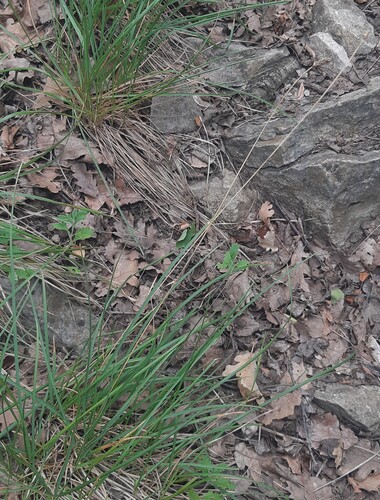 Sesleria sadleriana, 2025-07-10