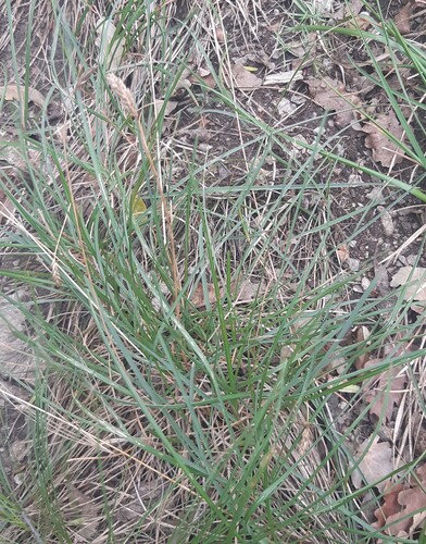 Sesleria sadleriana, 2025-07-10