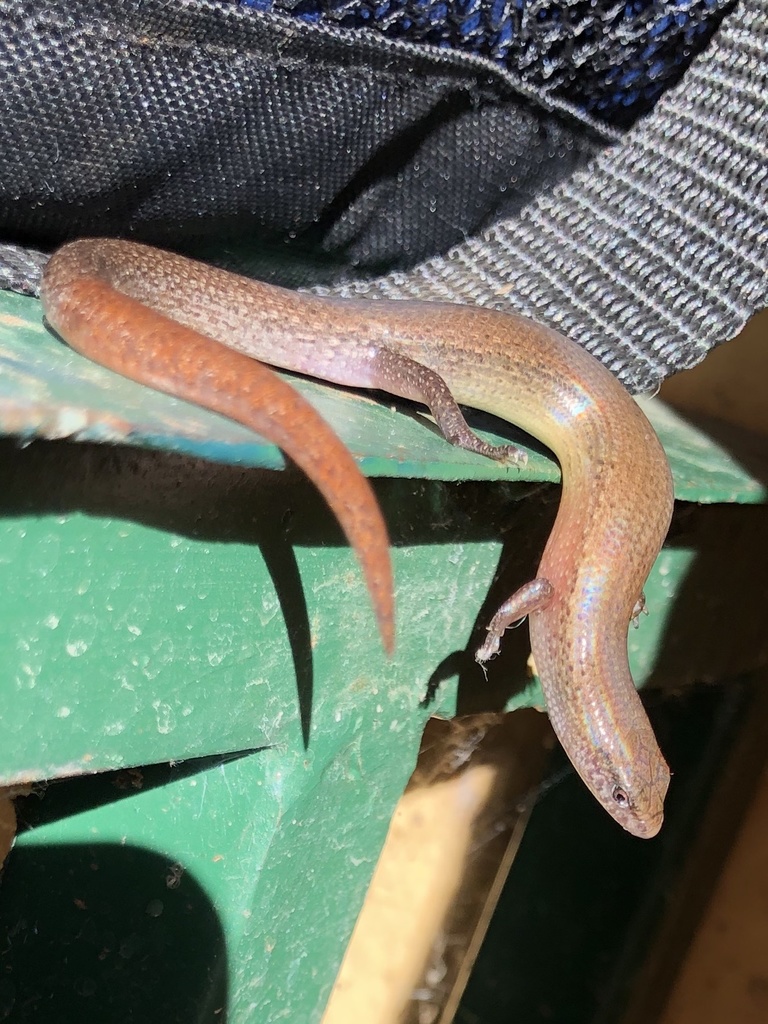 Kilimanjaro Five-toed Skink