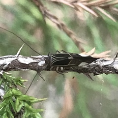 Cerastipsocus venosus