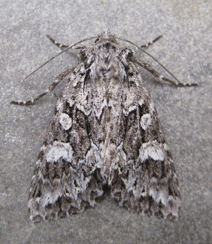 Platypolia anceps Stephens, 1850