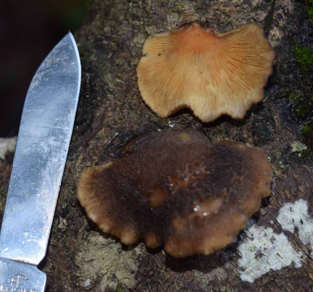 Hohenbuehelia nothofaginea