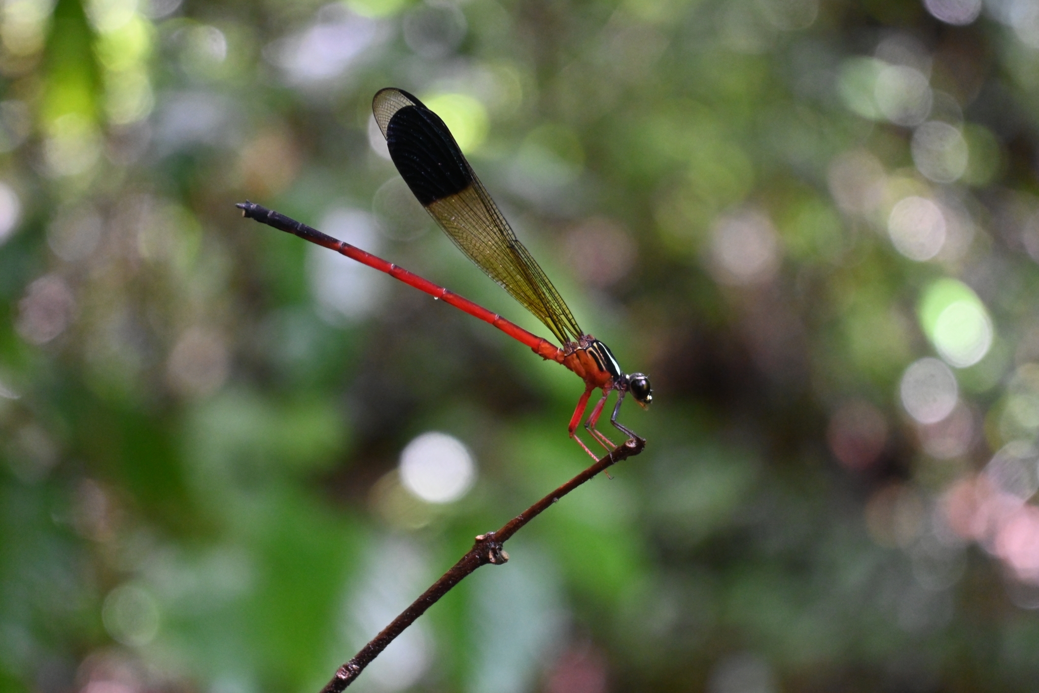 Malabar Satinwing