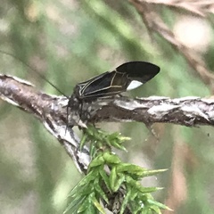 Cerastipsocus venosus