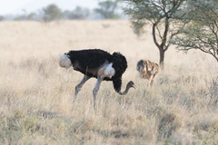 Struthio molybdophanes