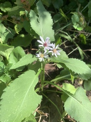 Symphyotrichum drummondii