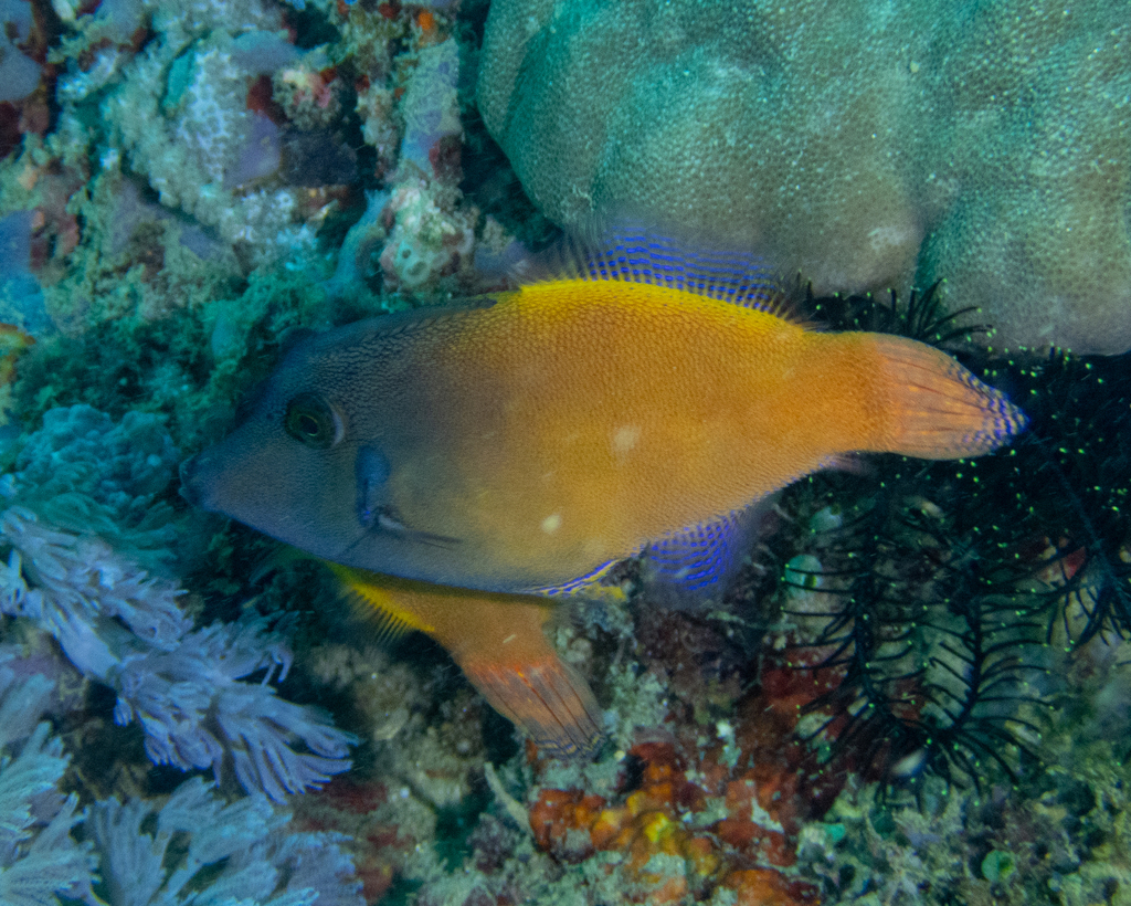 Redtail filefish